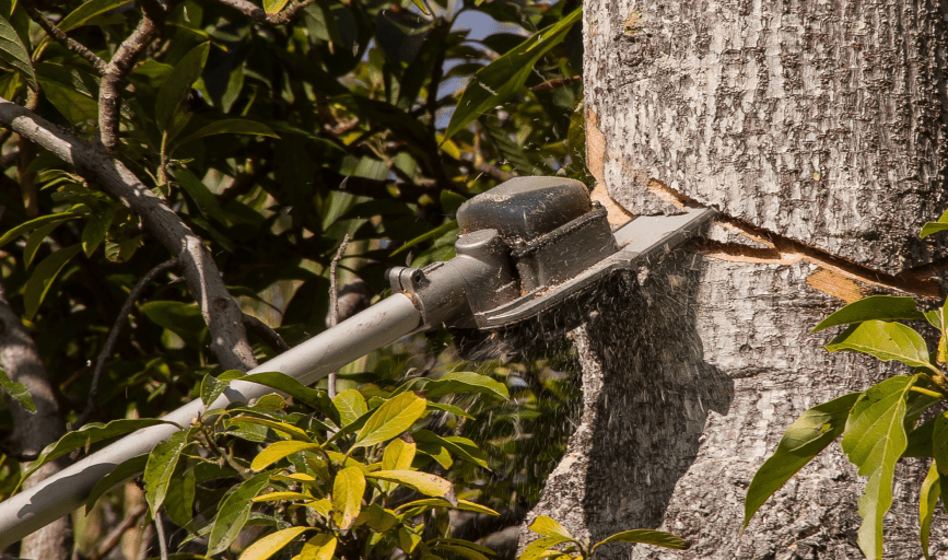 TREE REMOVAL